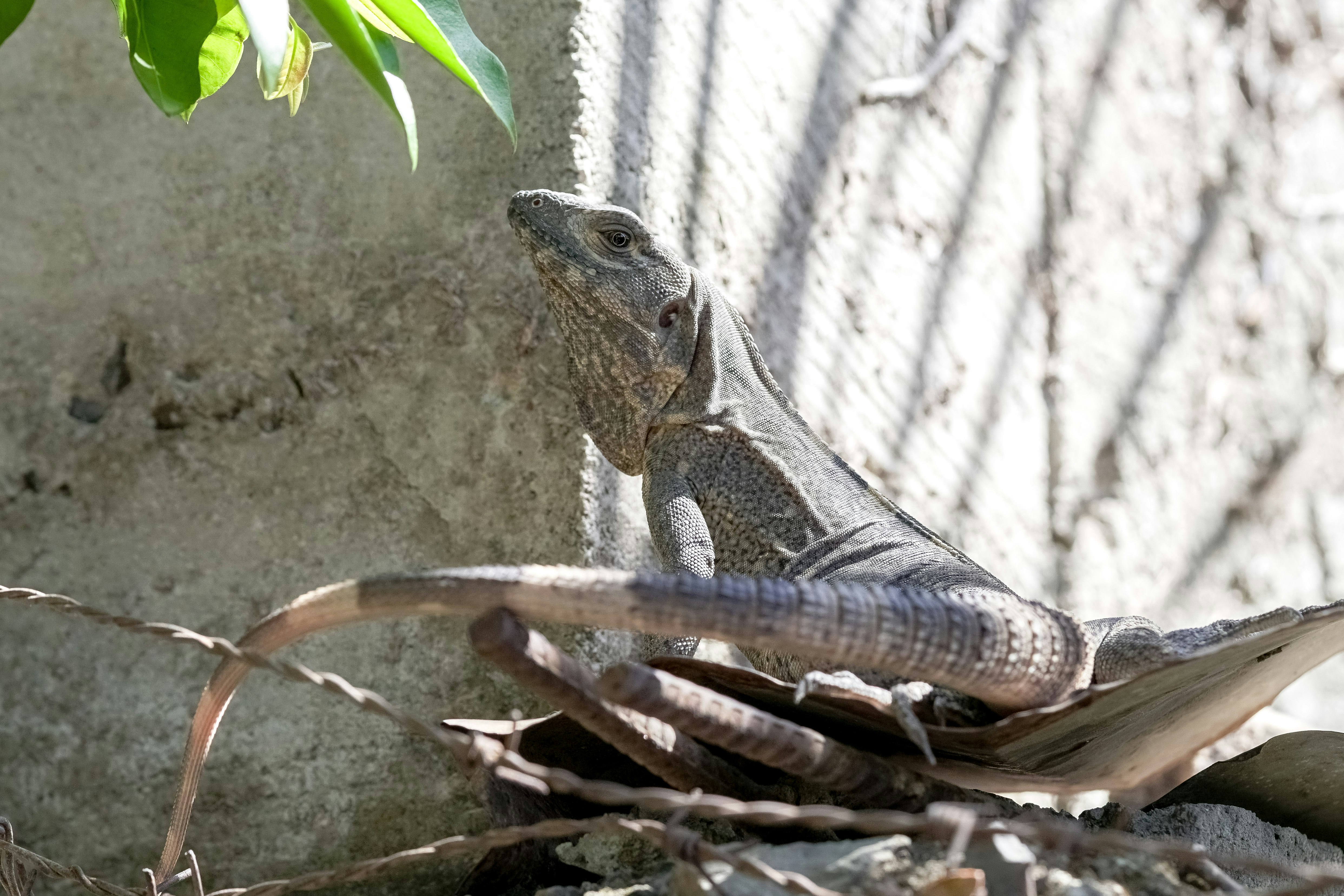 brown and gray lizard on brown wooden surface